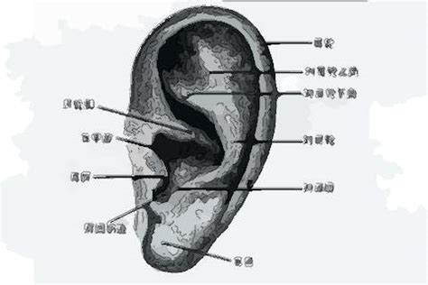 男生左耳有痣|耳朵有痣的命運好嗎？左右耳有痣區別很大！